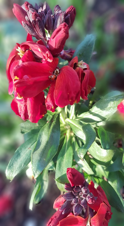 red-flowers